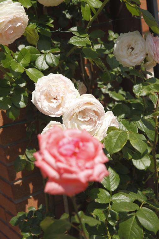 Holidays Alle Rose Πεσκιέρα ντελ Γκάρντα Εξωτερικό φωτογραφία